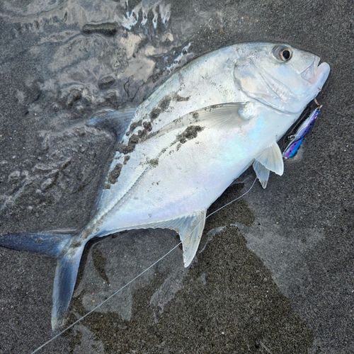 メッキの釣果