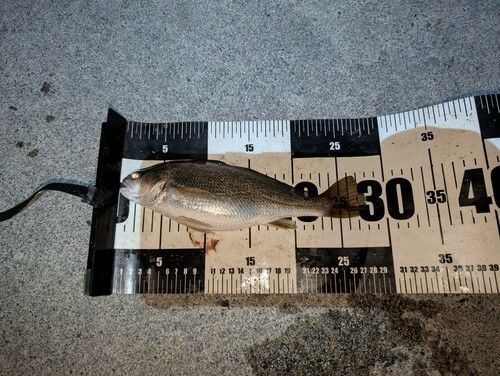 イシモチの釣果