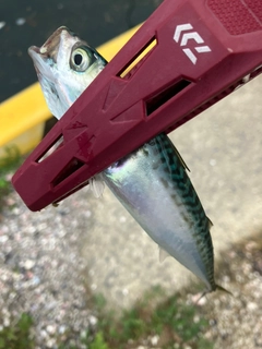 サバの釣果