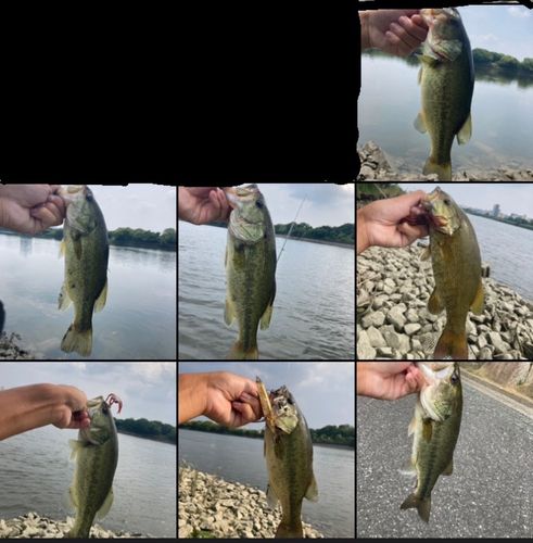 ラージマウスバスの釣果