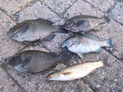 メジナの釣果