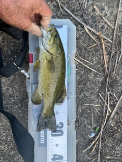 スモールマウスバスの釣果