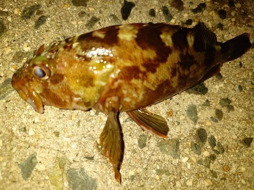 カサゴの釣果