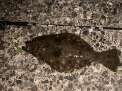 ヒラメの釣果