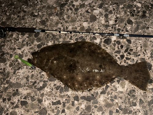 ヒラメの釣果