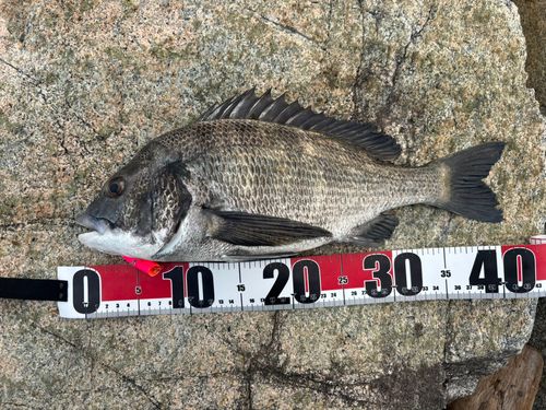 チヌの釣果