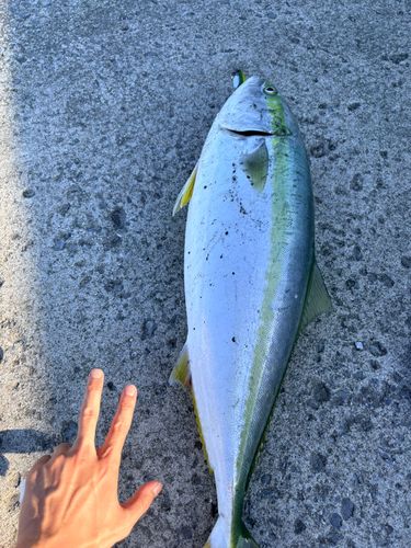 釣果