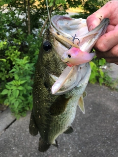 ブラックバスの釣果