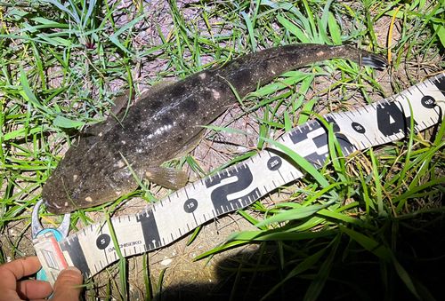 マゴチの釣果