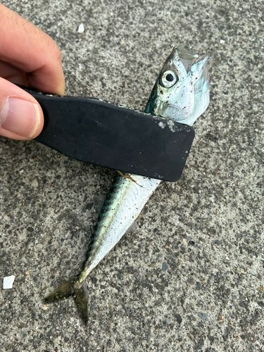 サバの釣果