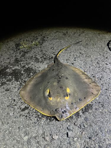 アカエイの釣果