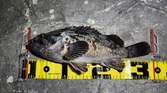 クロソイの釣果