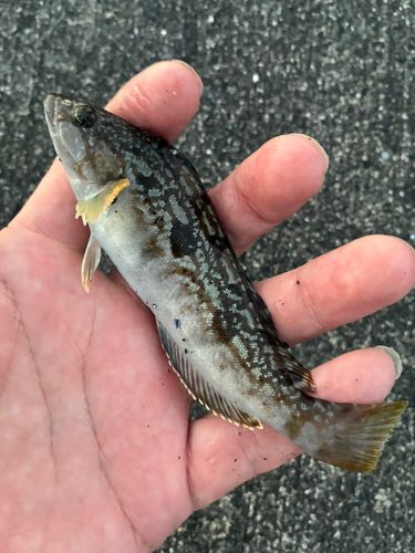 アイナメの釣果