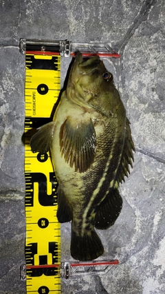 シマゾイの釣果