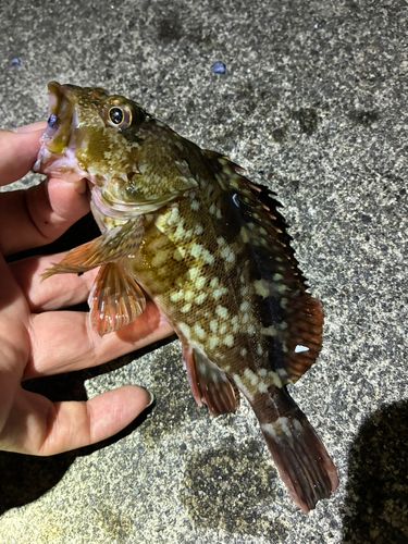 カサゴの釣果