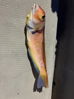 アマダイの釣果