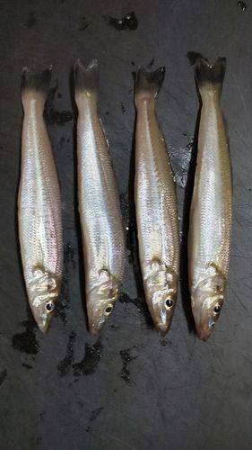 キスの釣果