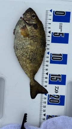 アイゴの釣果