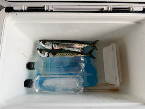 サバの釣果