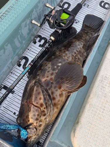 チャイロマルハタの釣果