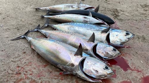 マルソウダの釣果