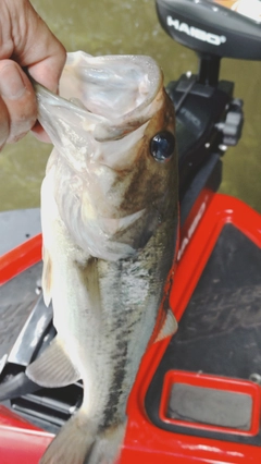 ラージマウスバスの釣果