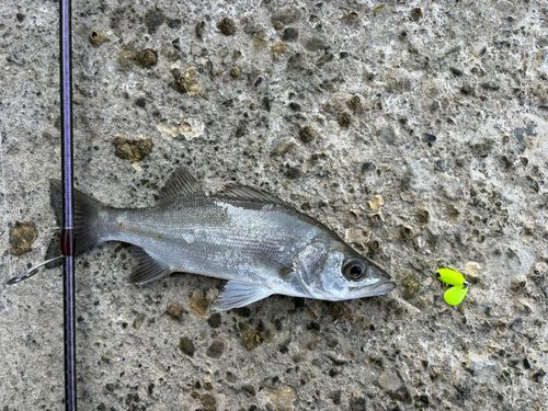 セイゴ（マルスズキ）の釣果
