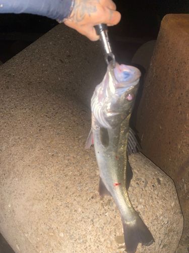 スズキの釣果