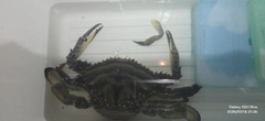 ワタリガニの釣果