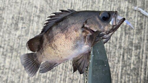 メバルの釣果