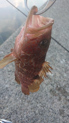 キジハタの釣果