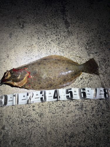 ヒラメの釣果