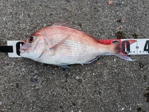 タイの釣果
