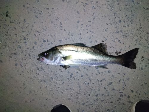 セイゴ（マルスズキ）の釣果