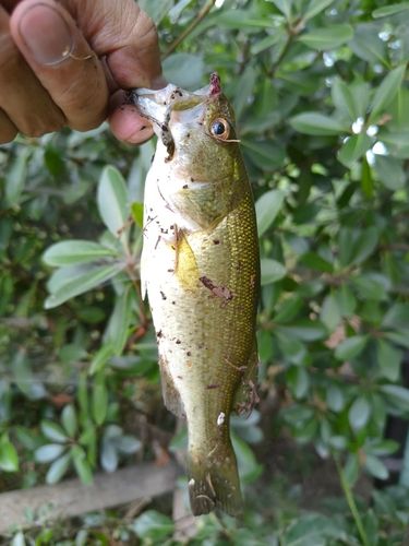 ラージマウスバスの釣果