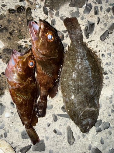 釣果