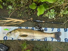 スズキの釣果