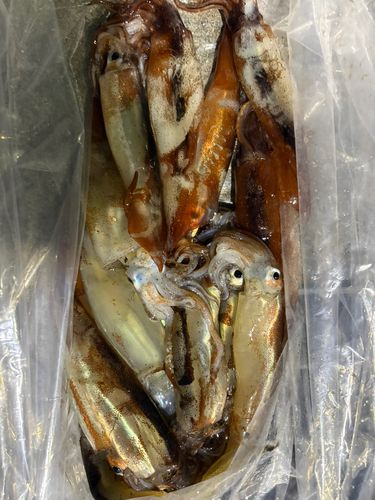イカの釣果