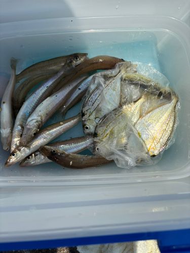 キスの釣果