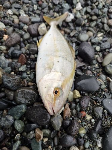 ショゴの釣果