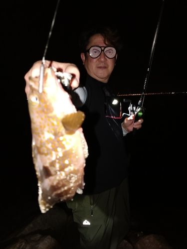 アコウの釣果