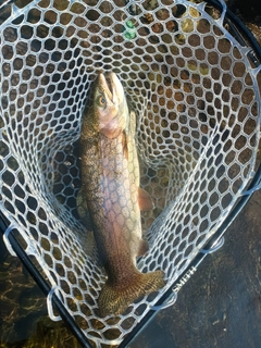 ニジマスの釣果