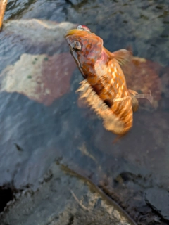 キジハタの釣果