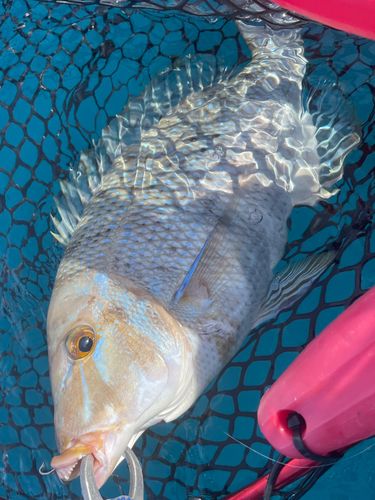 タマンの釣果