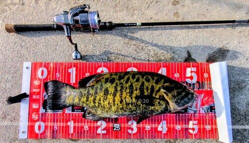 スモールマウスバスの釣果