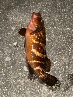 釣果