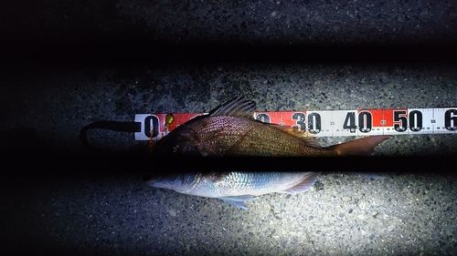 タイの釣果