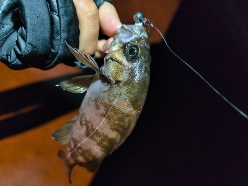 ムラソイの釣果