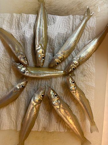 キスの釣果