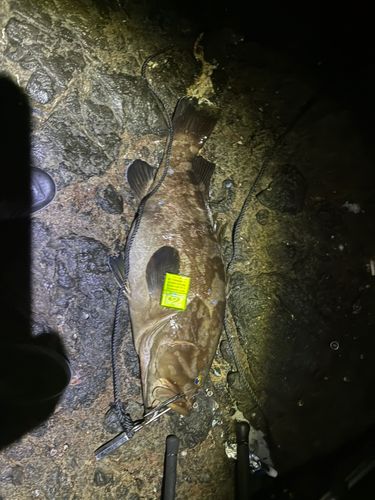 クエの釣果